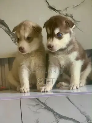0-1 month Female Purebred Siberian Husky