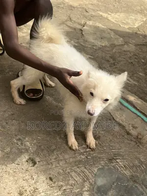 6-12 months Female Purebred American Eskimo