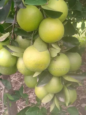Sweet Orange Seedlings