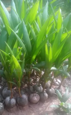 Coconut Plant