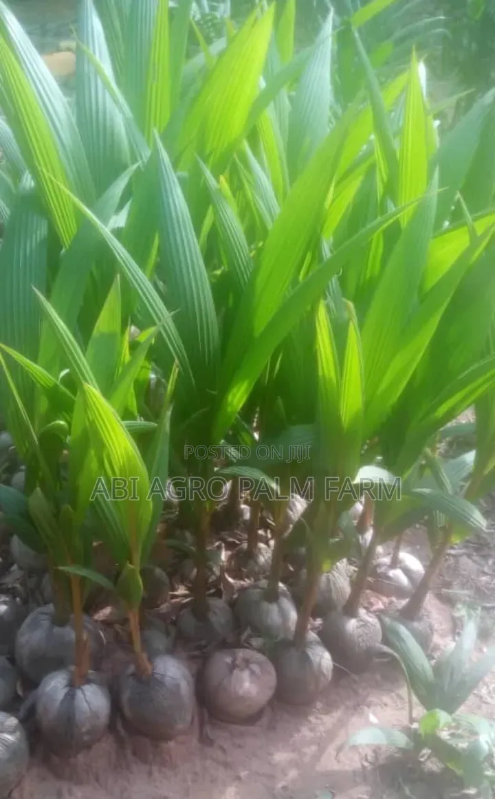 Coconut Plant