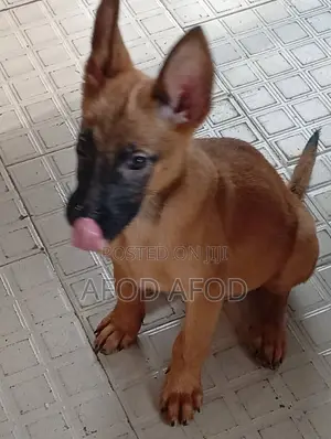 1-3 months Female Purebred Belgian Malinois