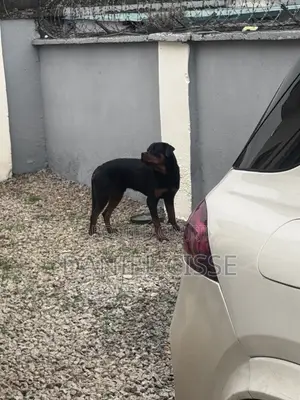 1+ year Male Purebred Rottweiler