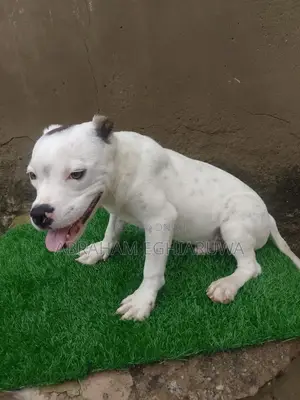 6-12 months Male Purebred American Bully