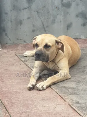 1+ year Female Purebred Boerboel