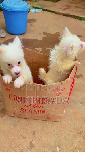 1-3 months Male Purebred American Eskimo