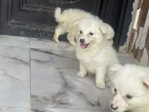 1-3 months Male Purebred American Eskimo