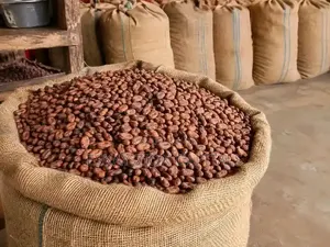 Cocoa Beans