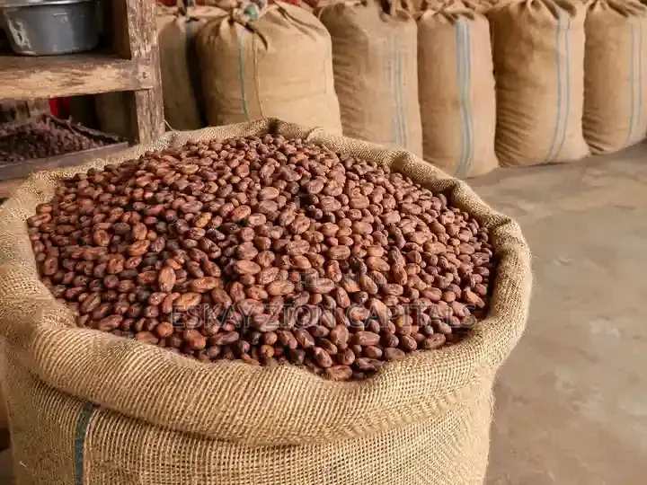 Cocoa Beans