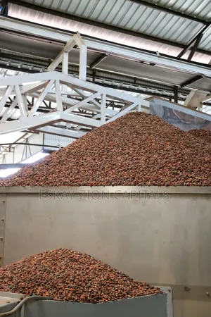 Cocoa Beans