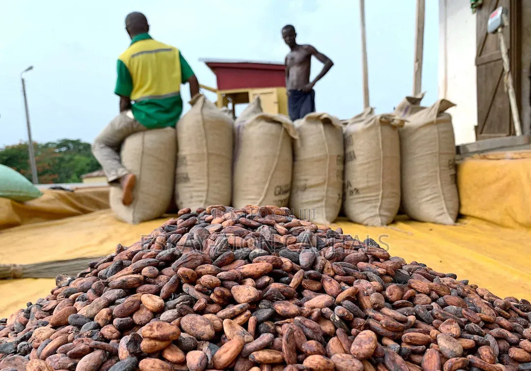 Cocoa Beans