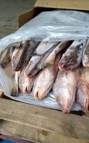 Croaker Fish