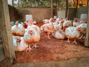 Premium Healthy Chickens for a Healthy Life.
