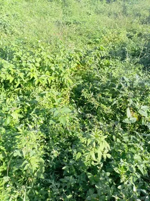 1,200sqm Commercial Land at Wuse 2