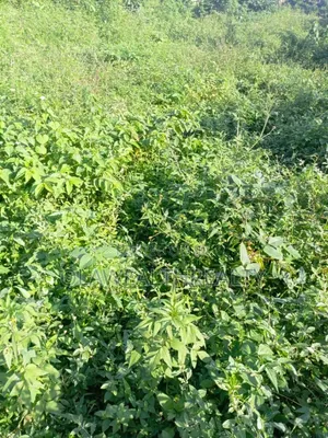 1,200sqm Commercial Land at Wuse 2