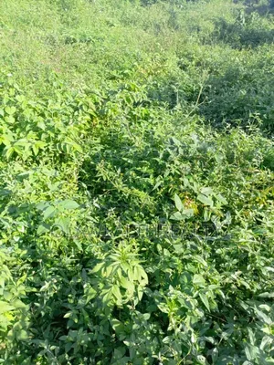 1,666sqm Commercial Land at Wuse 2