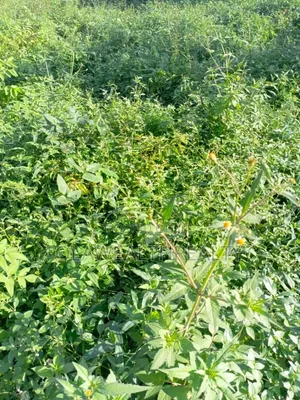 2,600sqm Commercial Land at Wuse 2
