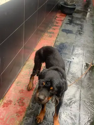 1+ year Male Purebred Rottweiler