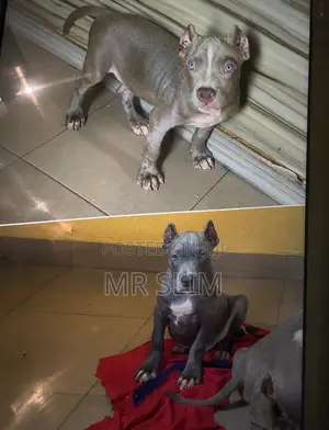 1-3 months Male Purebred American Bully