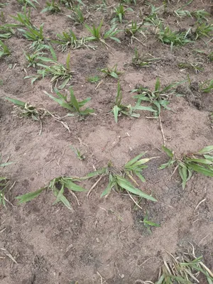 Planter/Landscape Services