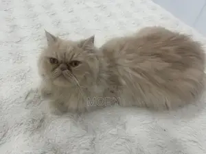 1+ year Female Purebred Persian
