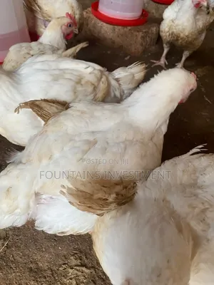 Broiler Chicken