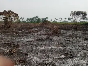 Clearing of Land at Per Acre