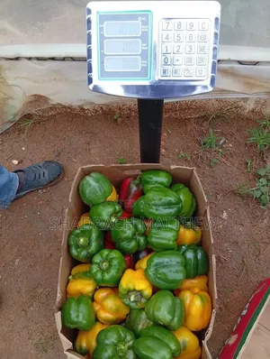 Fresh Colourful Bell Peppers