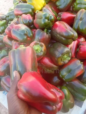 Fresh Colourful Bell Peppers