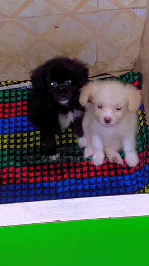 1-3 months Female Purebred Lhasa Apso