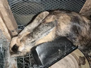 Pregnant Harlequin Rabbit.