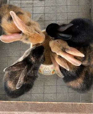 Healthy Young Rabbits for Sale