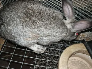 American Chinchilla Adult Male Rabbit