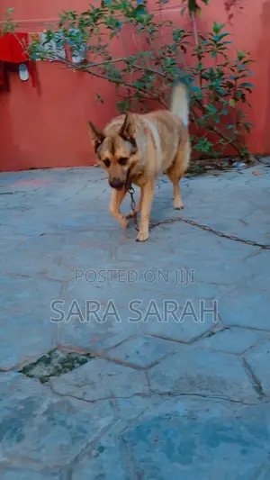 1+ year Male Mixed Breed German Shepherd