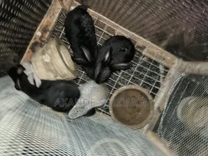 Rabbit Weaners ( Chinchilla Ash, Avana Black and New Zealand Black)