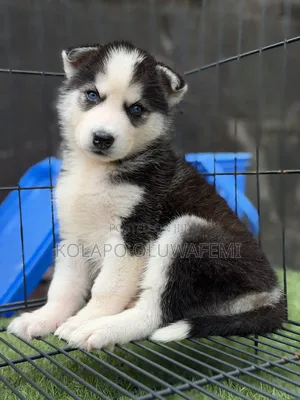 1-3 months Female Purebred Siberian Husky