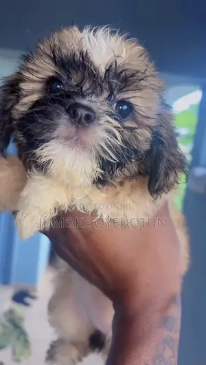 1-3 months Female Purebred Lhasa Apso