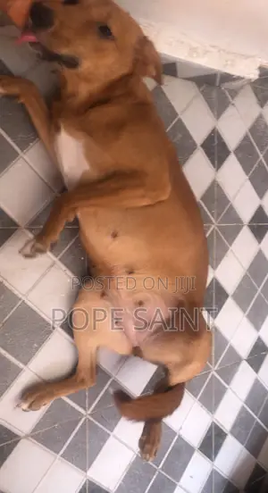 1+ year Female Mixed Breed Border Terrier