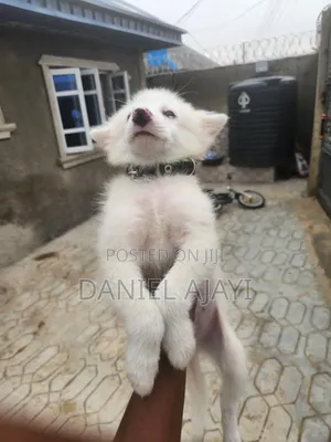 1-3 months Male Purebred American Eskimo