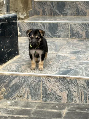 1-3 months Female Purebred German Shepherd