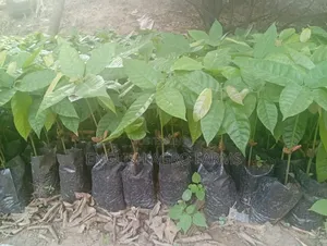 Hybrid Cocoa (Tc1) Is Available for Sale