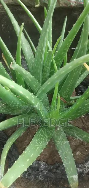 Aloe Vera Bunch Heads for Sale.