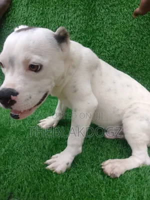 3-6 months Male Purebred American Bully