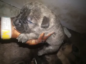 0-1 month Female Purebred Boerboel