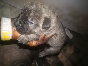 0-1 month Female Purebred Boerboel