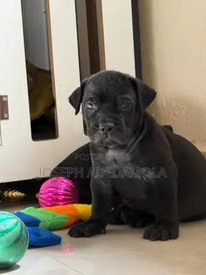 1-3 months Female Purebred Cane Corso