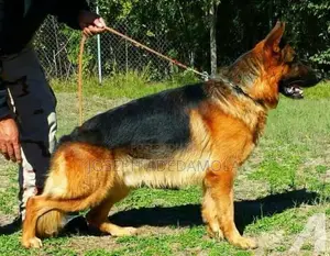 1+ year Female Purebred German Shepherd