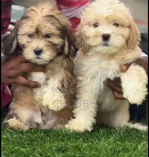 1-3 months Female Purebred Lhasa Apso