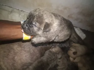 0-1 month Male Purebred Boerboel