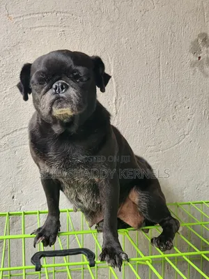 1+ year Female Purebred Pug